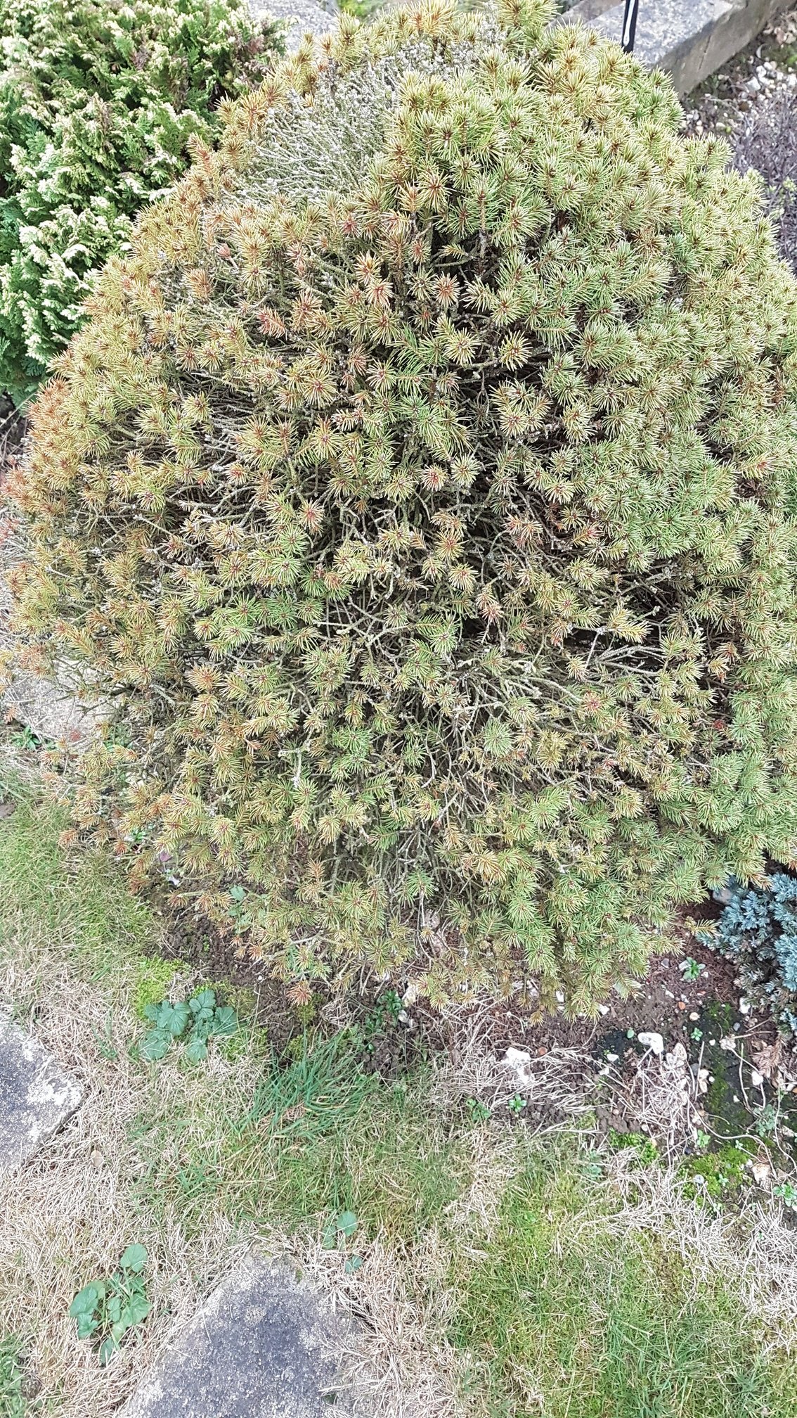 Identify shrubs — BBC Gardeners' World Magazine