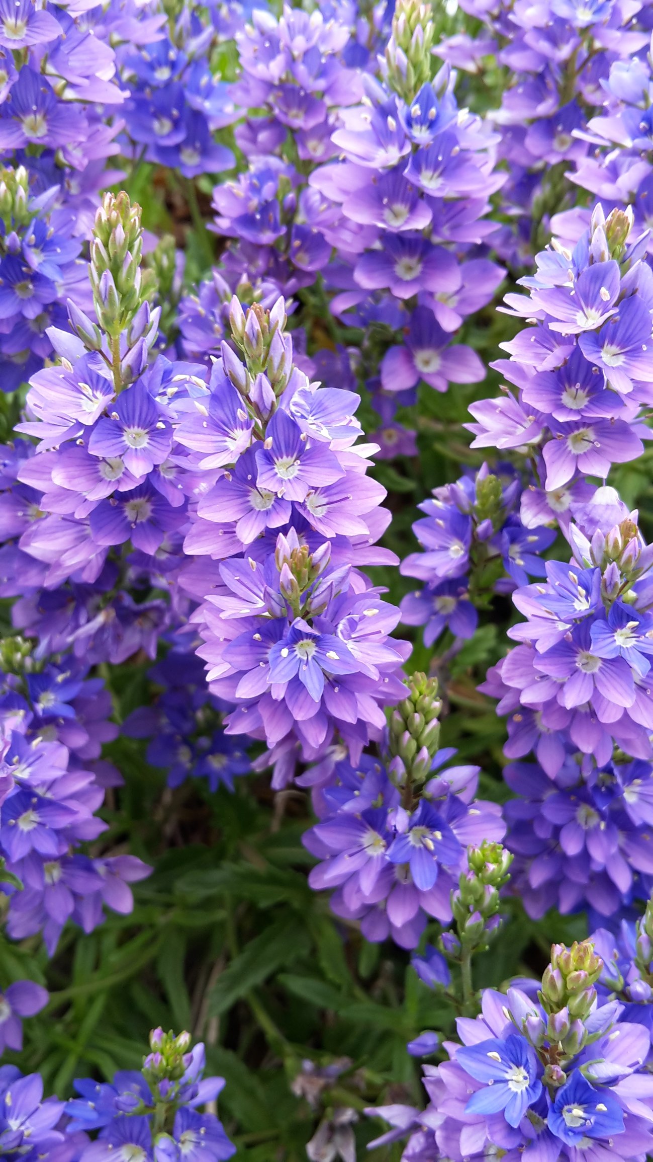 Blue rockery flower ID please — BBC Gardeners' World Magazine