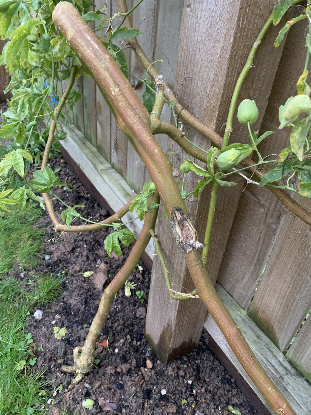 Passion flower problem — BBC Gardeners' World Magazine