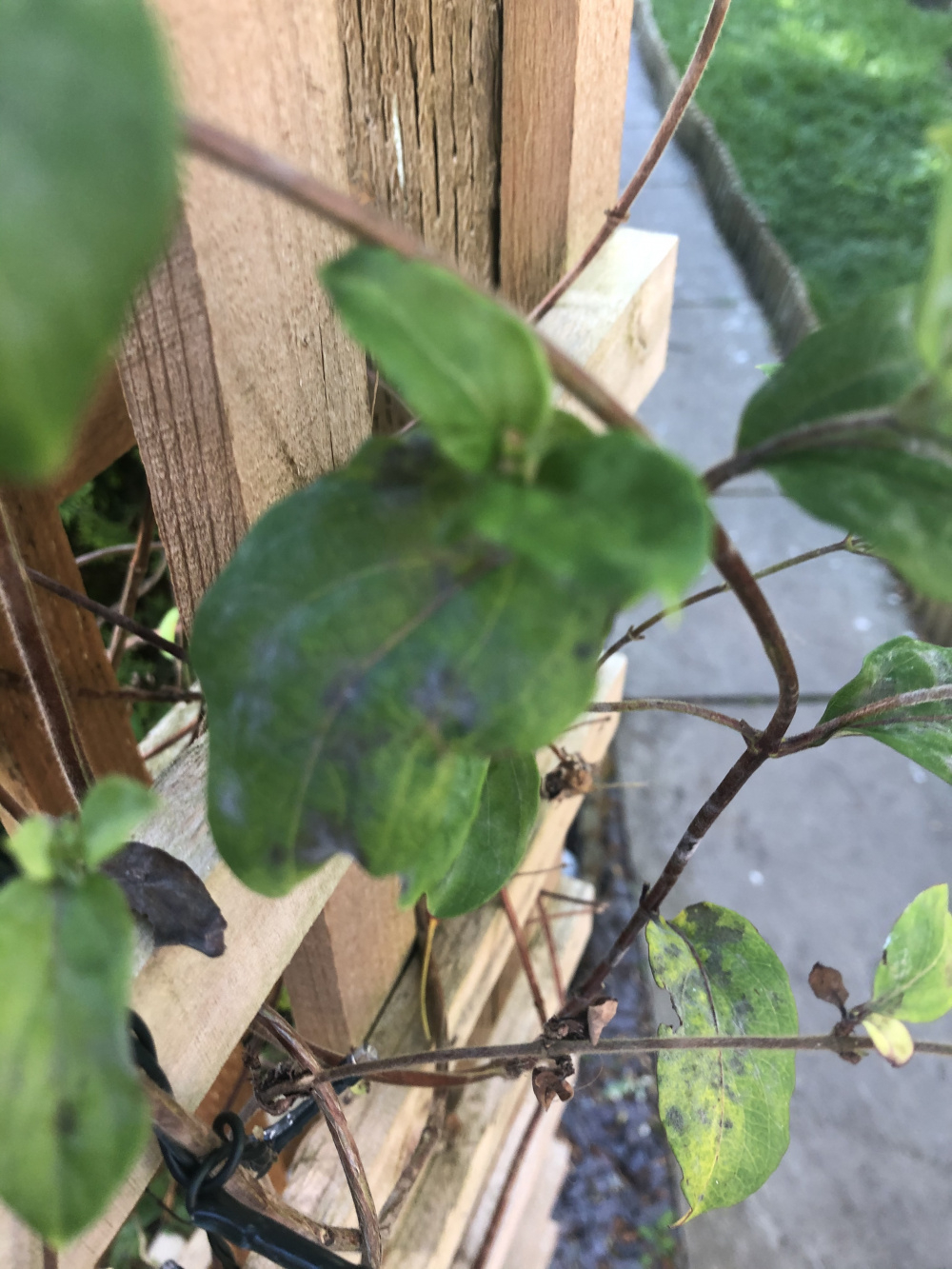 Honeysuckle leaves turning black — BBC Gardeners' World Magazine