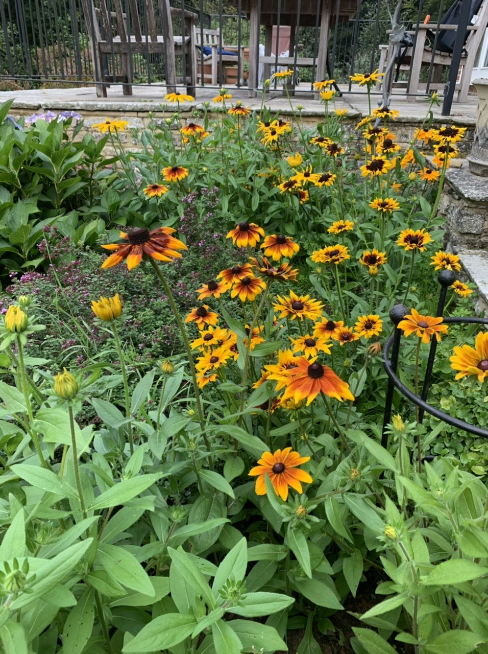 Are these rudbeckia ready to plant? Page 2 — BBC Gardeners' World