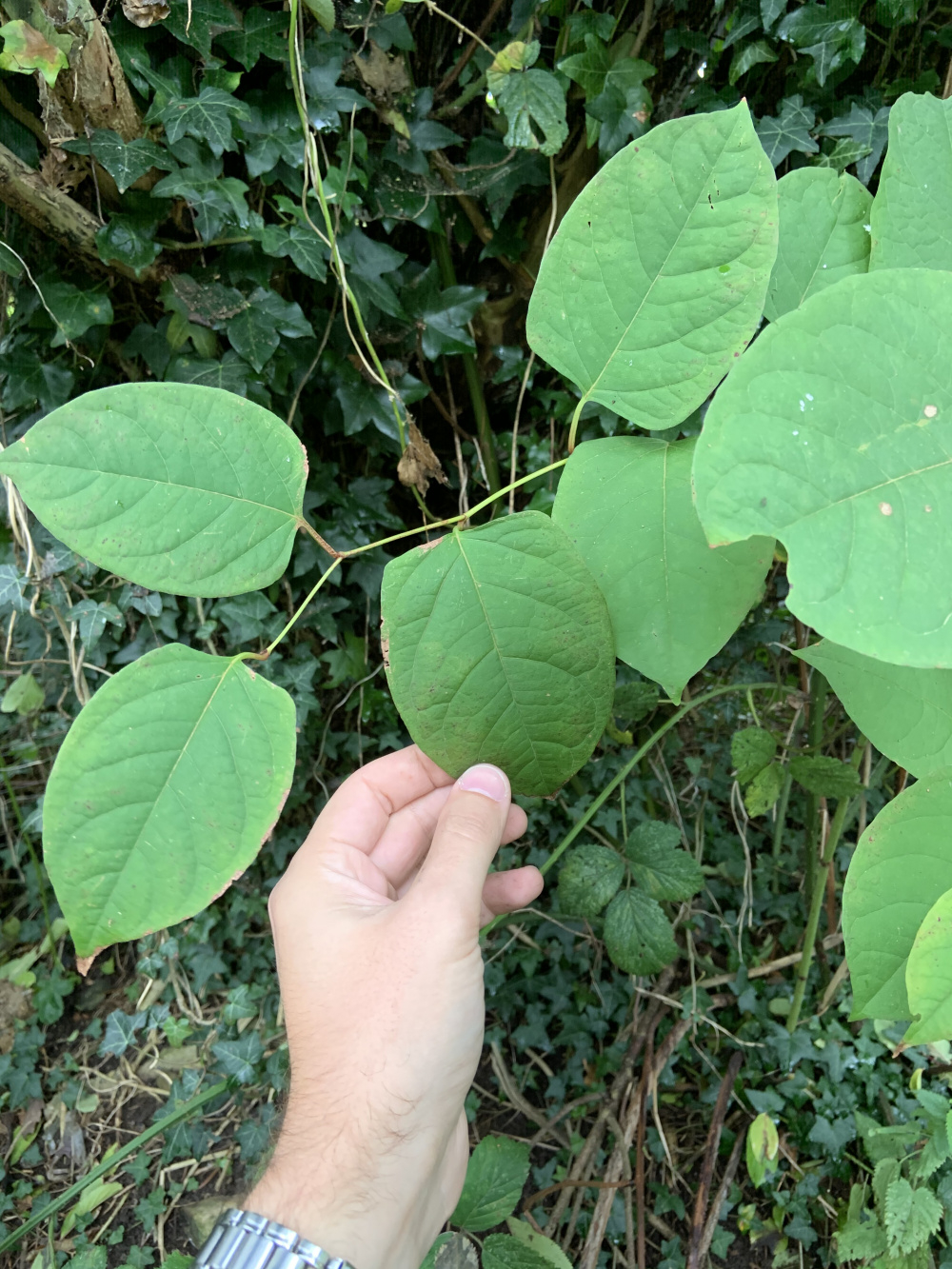 Japense knotweed or bindweed — BBC Gardeners' World Magazine