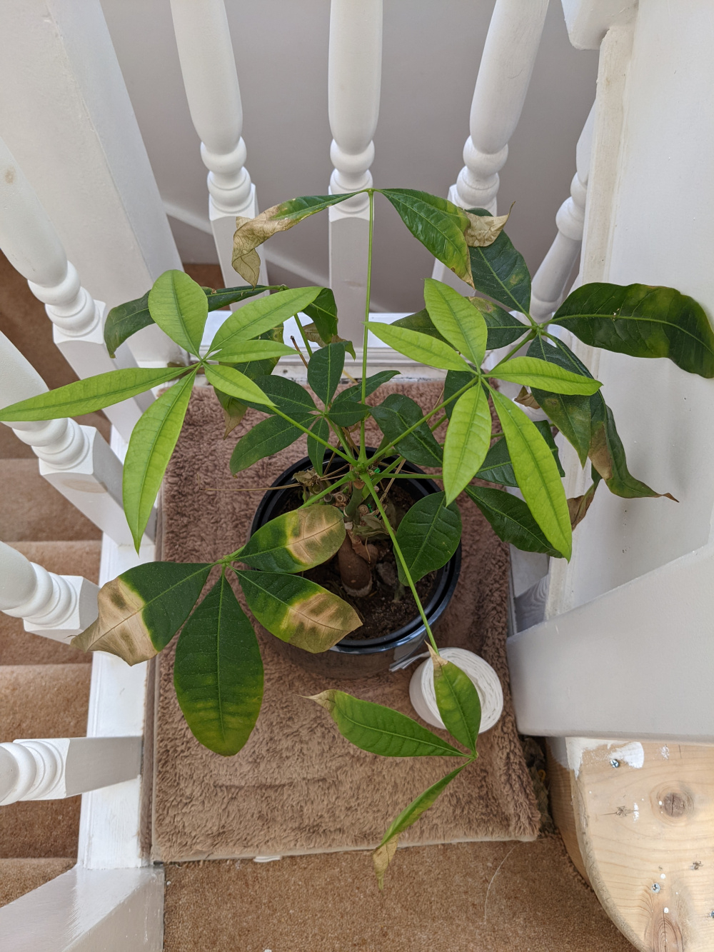 Why is my money plant dying? — BBC Gardeners' World Magazine