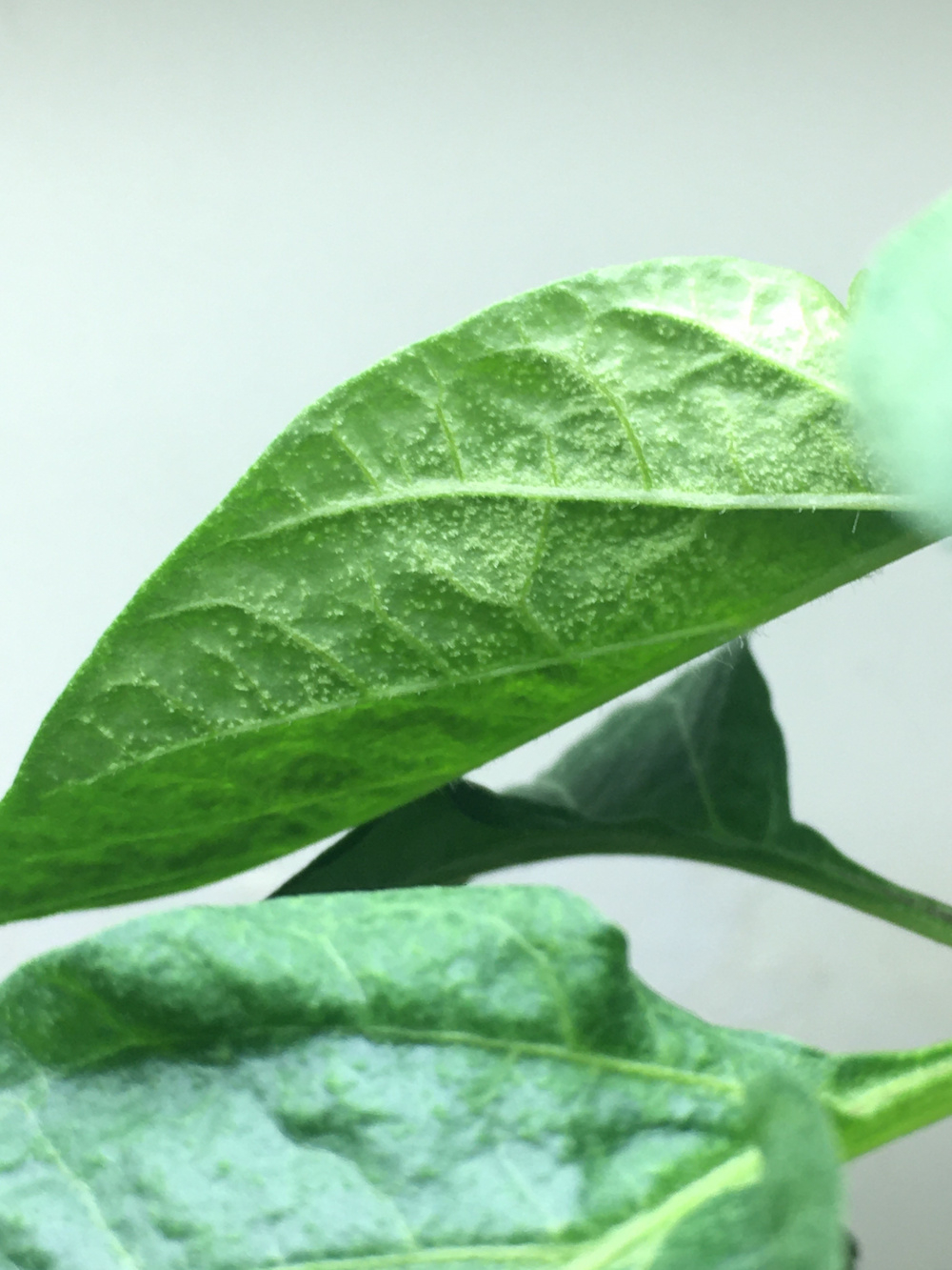 White crystal looking dots on birds eye chili leafes (indoor) — BBC