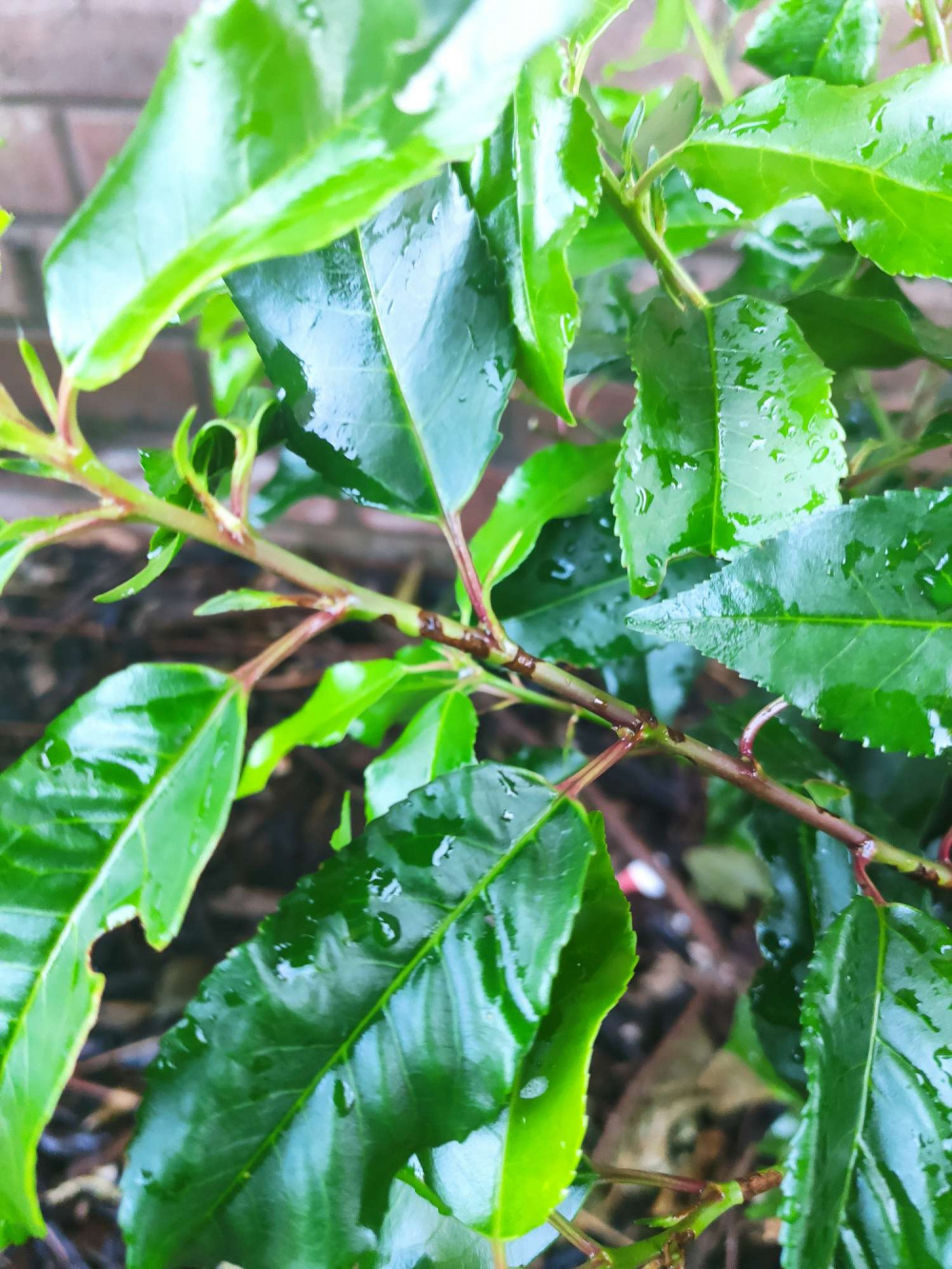 Portuguese Laurel Brittle Branches '( — BBC Gardeners' World Magazine