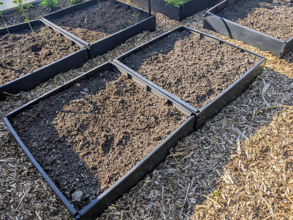 Sweetcorn spacing in raised beds — BBC Gardeners' World Magazine