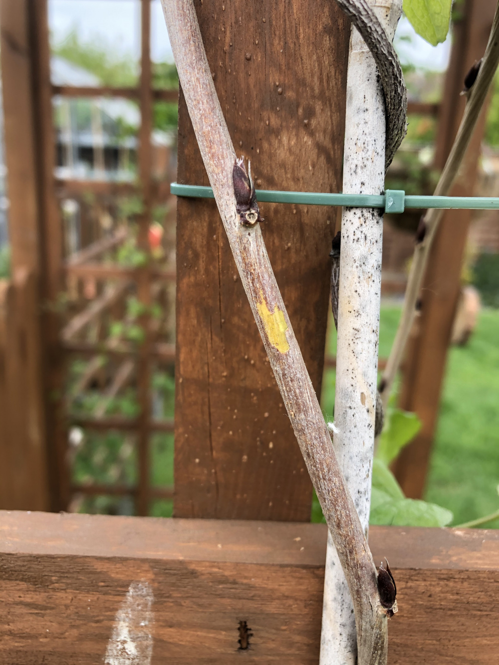 Is my wisteria dead? — BBC Gardeners' World Magazine
