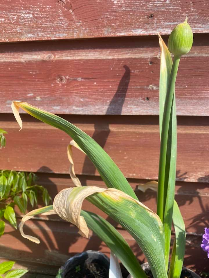 Allium leaves quickly turning yellow — BBC Gardeners' World Magazine