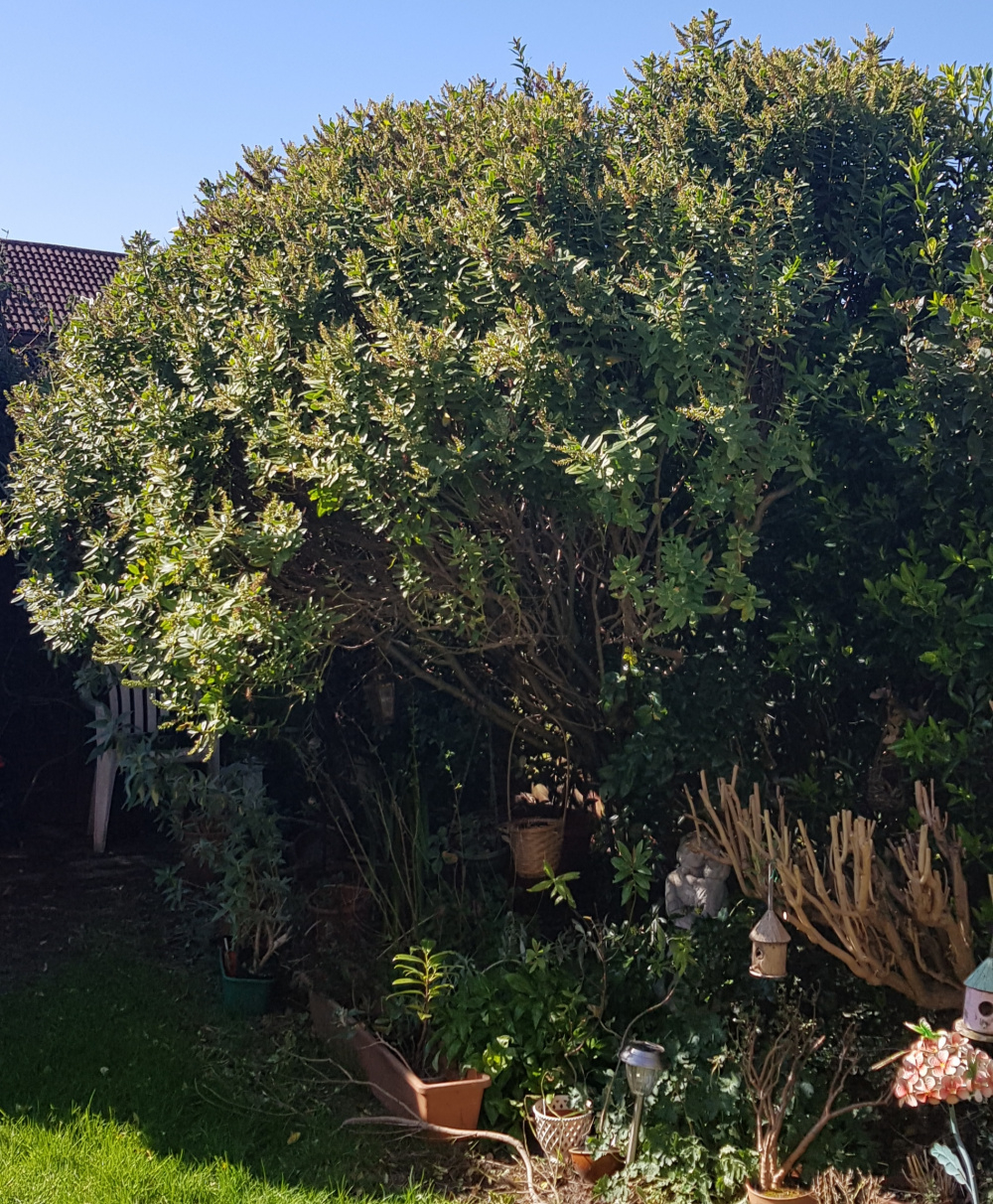 How far to prune out of control Hebe — BBC Gardeners' World Magazine