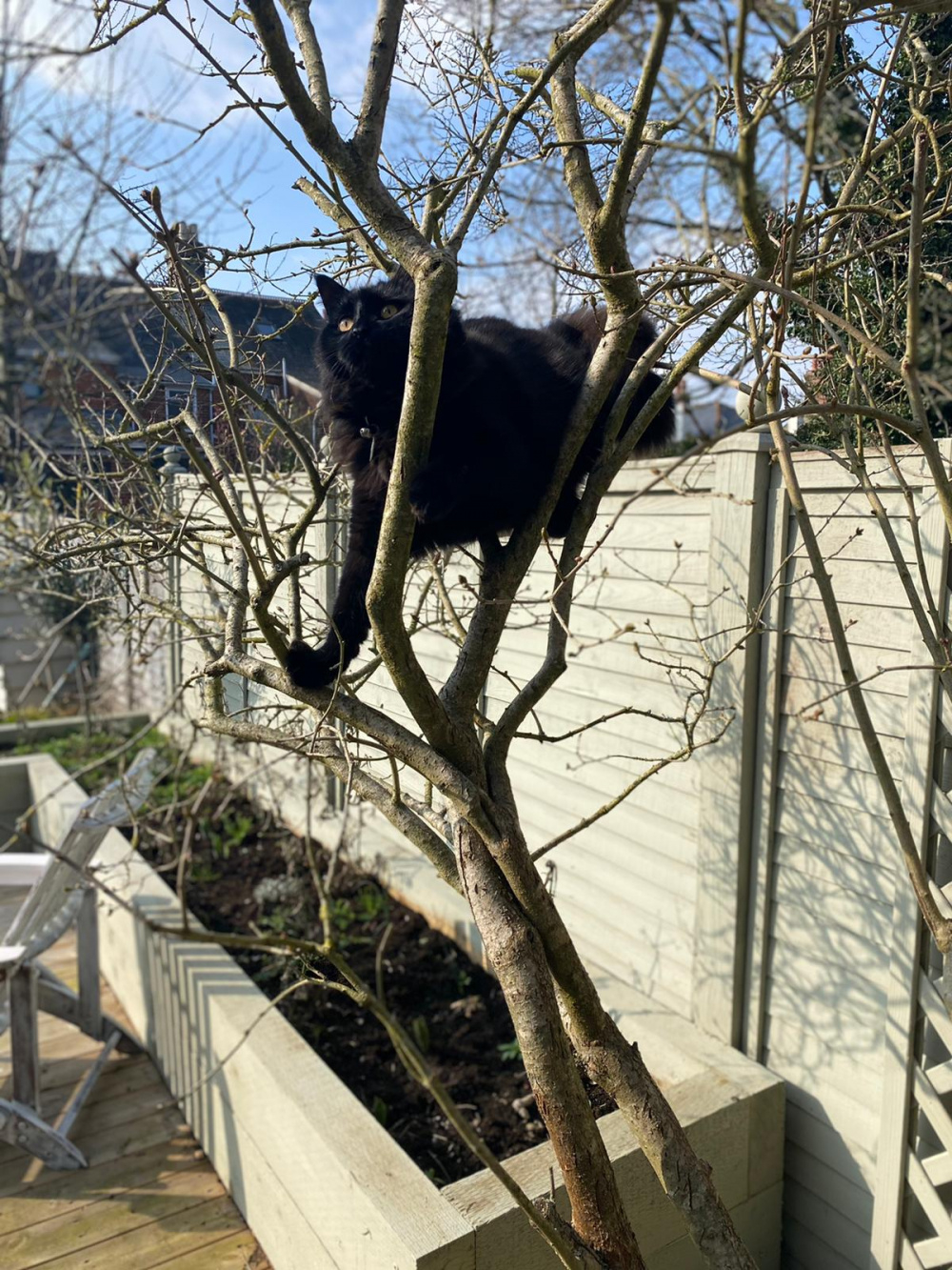 Is my lilac dying? Page 2 — BBC Gardeners' World Magazine