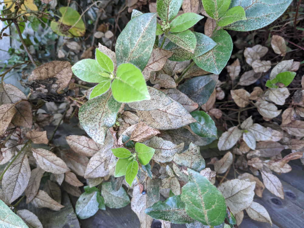 Viburnum seems to be dying... — BBC Gardeners' World Magazine