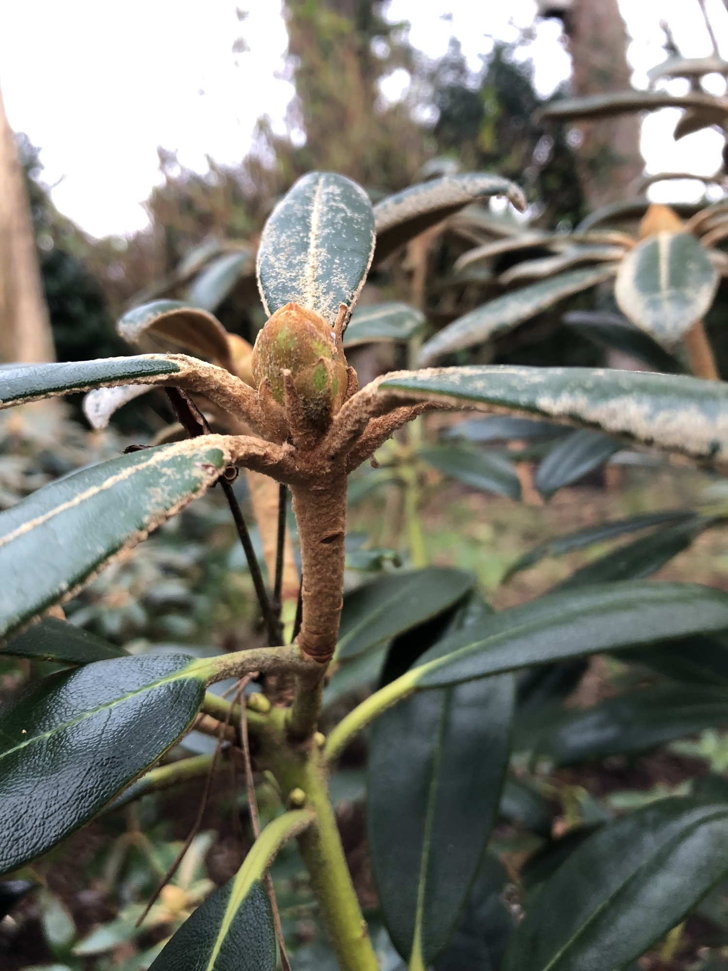 Rhododendron fungus??? — BBC Gardeners' World Magazine