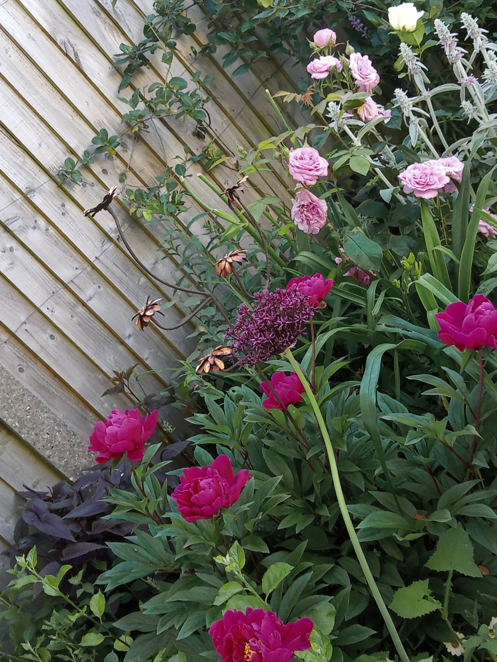 Replanting Peonies — BBC Gardeners' World Magazine