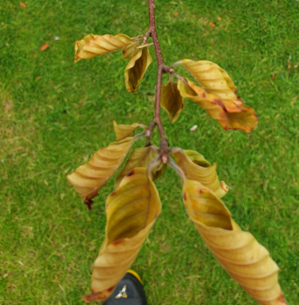 Beech tree dying? Just took this pic. The pale were v pale green and