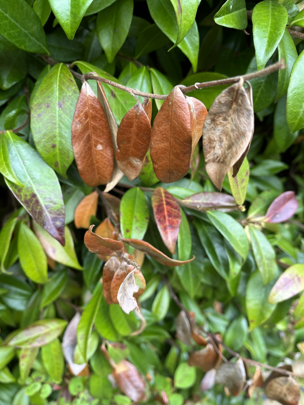 Red/brown leaves on Star Jasmine — BBC Gardeners' World Magazine