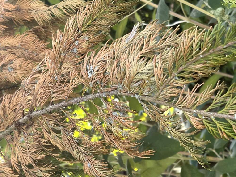 Can I rescue dying evergreen tree? — BBC Gardeners' World Magazine