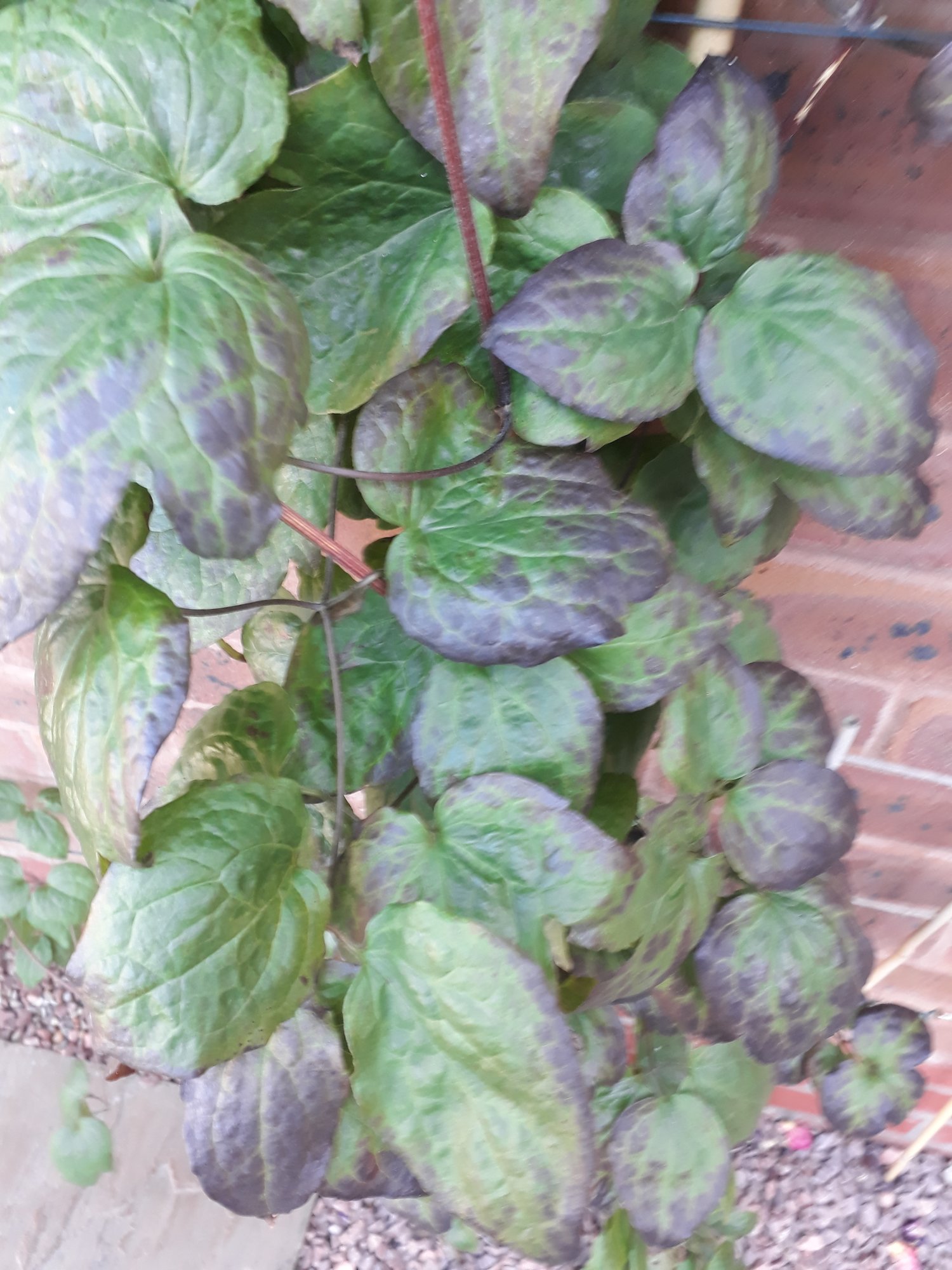 black clematis leaves — BBC Gardeners' World Magazine