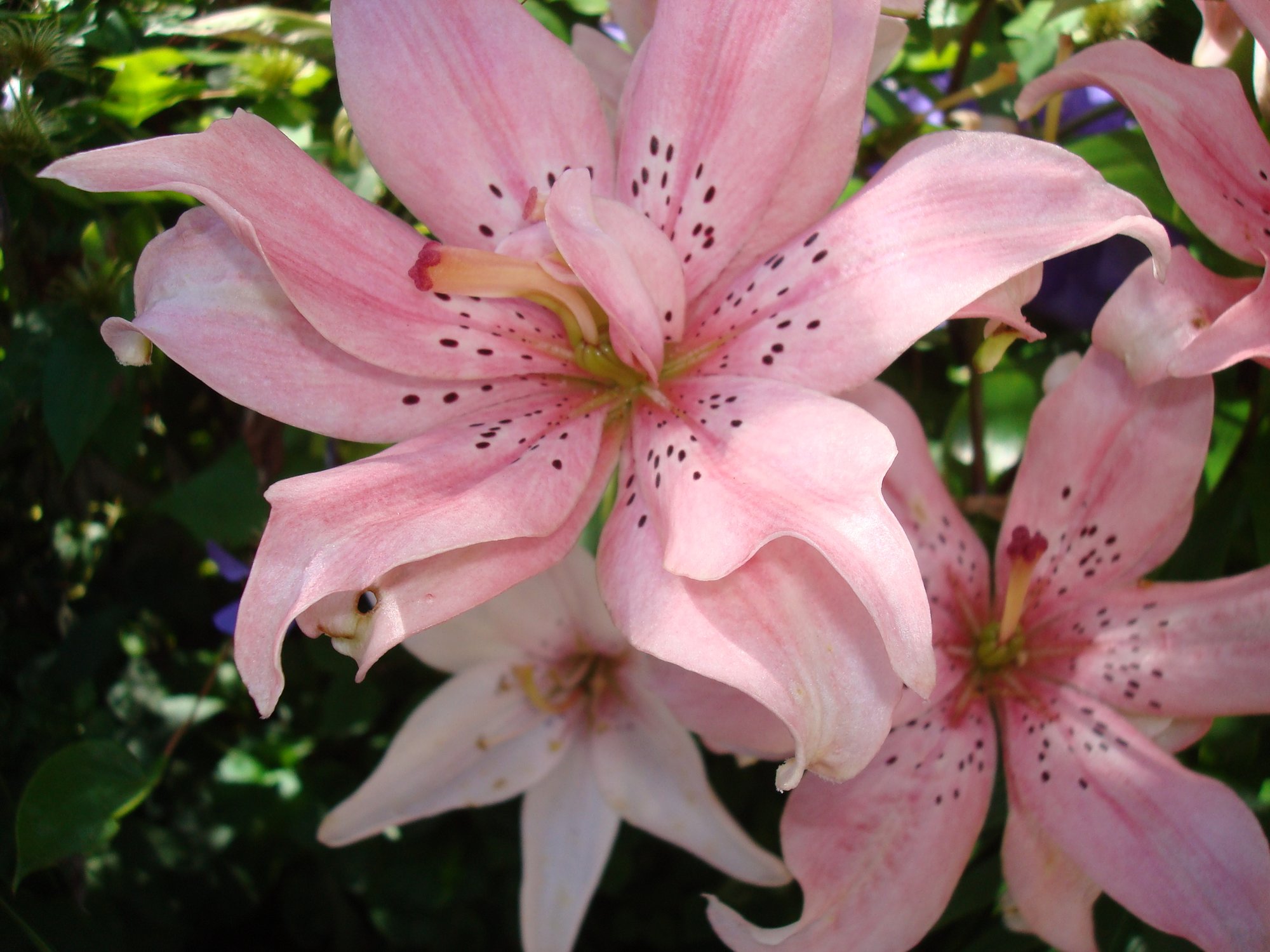 Lilies poisonous to cats Page 2 — BBC Gardeners' World Magazine
