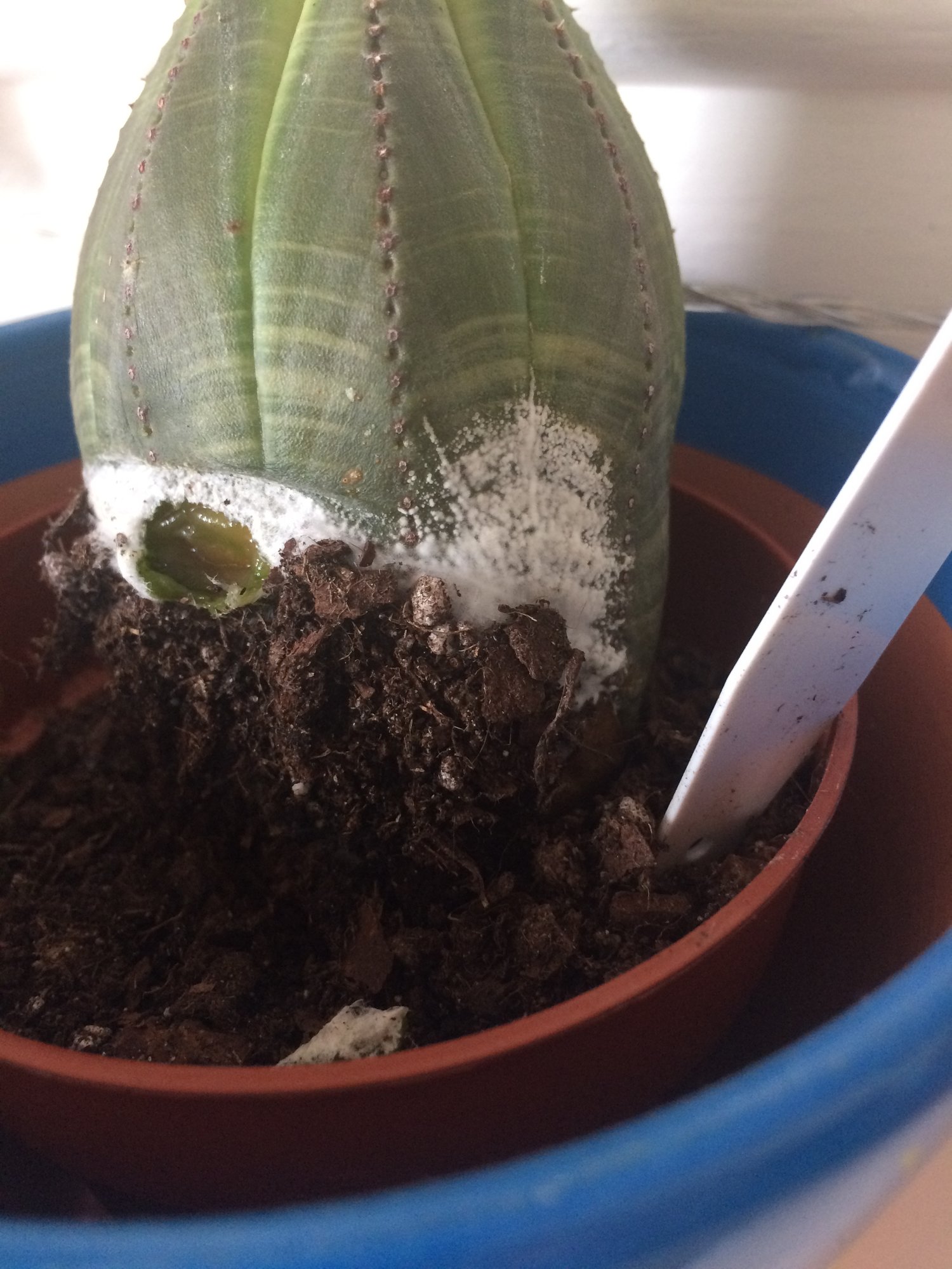 What is this white fluff on cactus? — BBC Gardeners' World Magazine