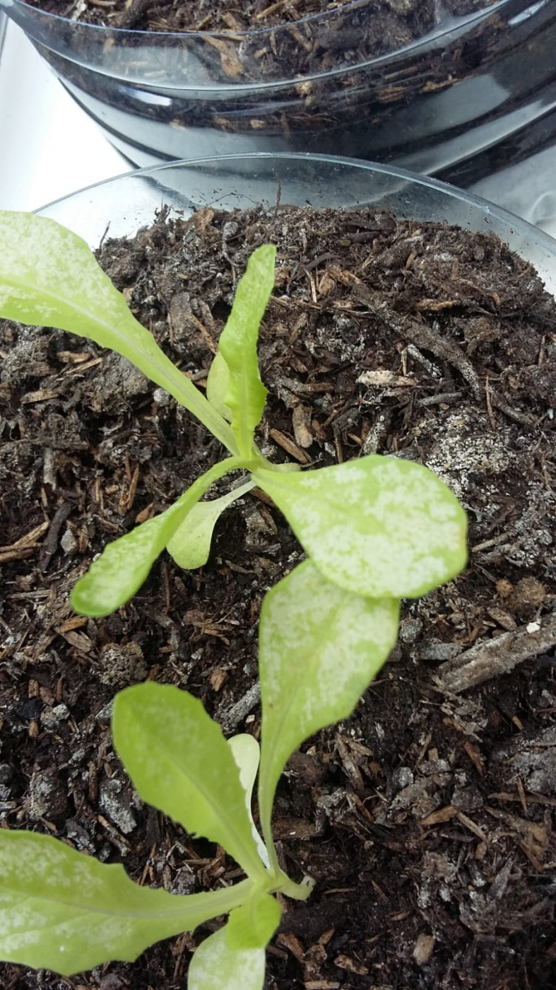 Marking on lettuce seedlings — BBC Gardeners' World Magazine