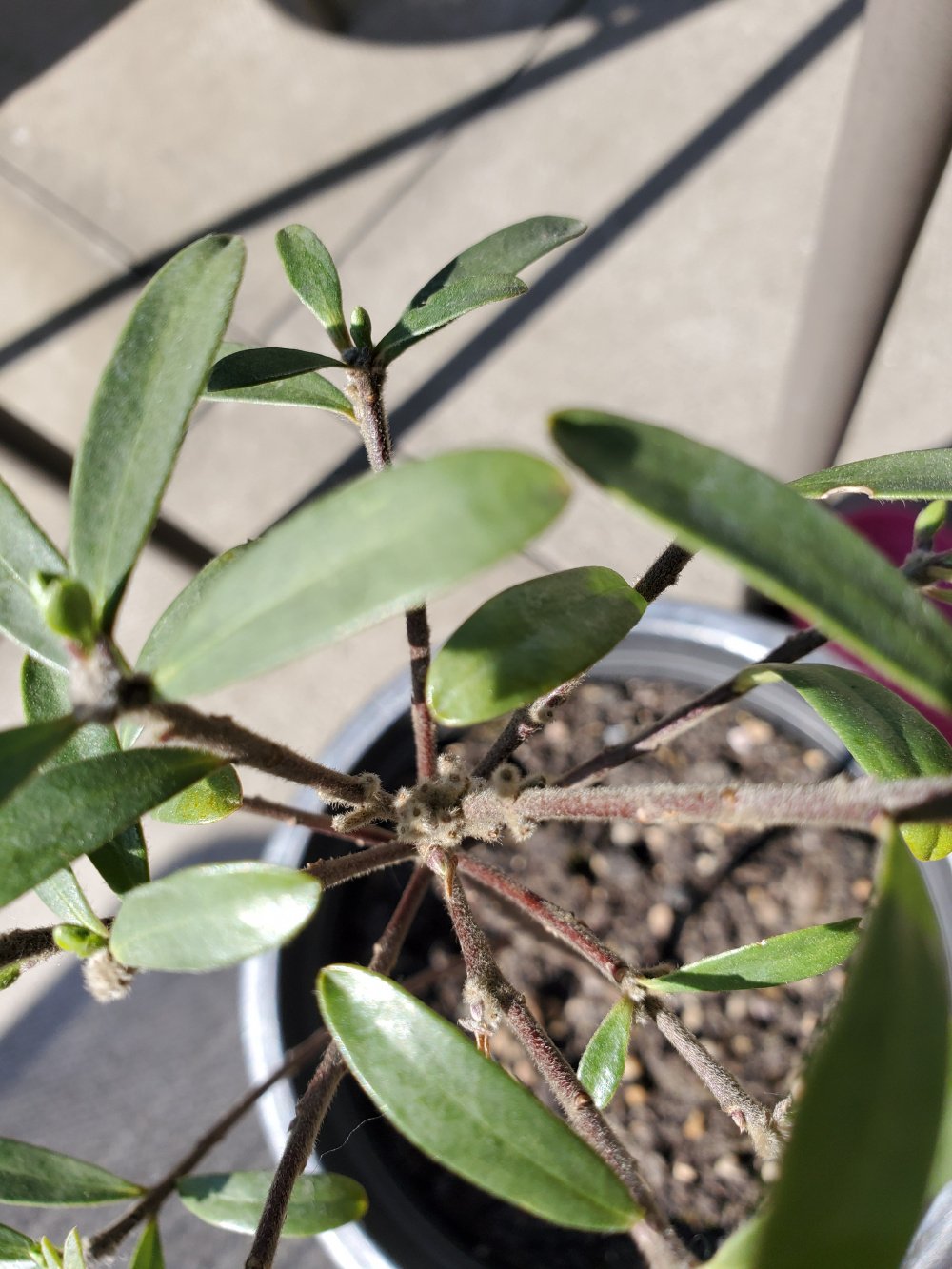 Furry mould on Daphne potted plant — BBC Gardeners' World Magazine