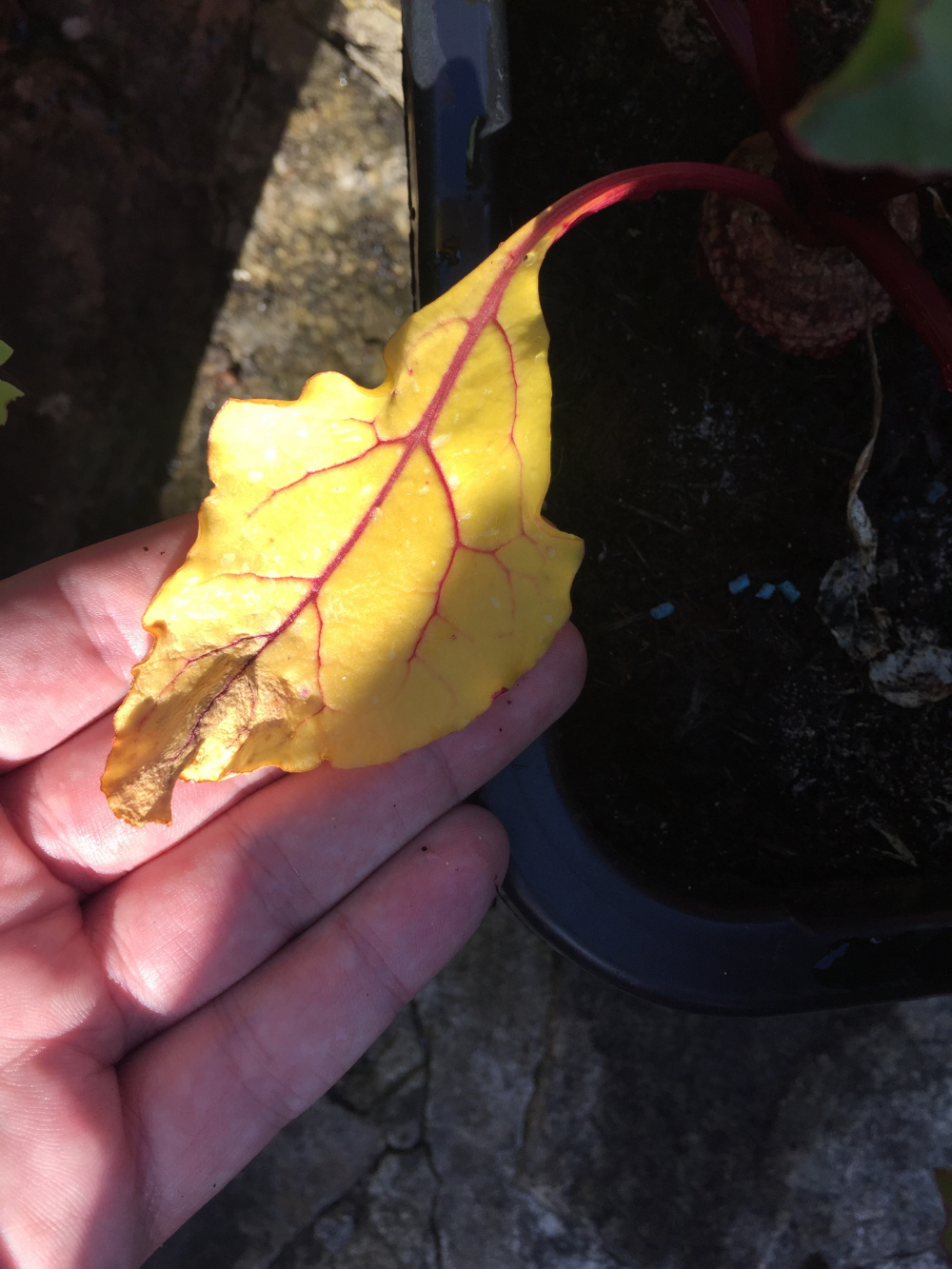 Beetroot leaves turning yellow — BBC Gardeners' World Magazine