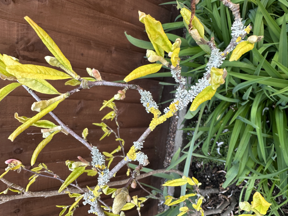 Magnolia Fungus? — BBC Gardeners' World Magazine