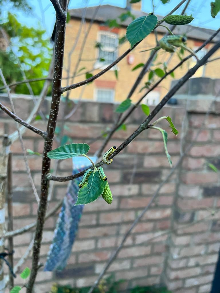 Caterpillars invading new silver birch — BBC Gardeners' World Magazine