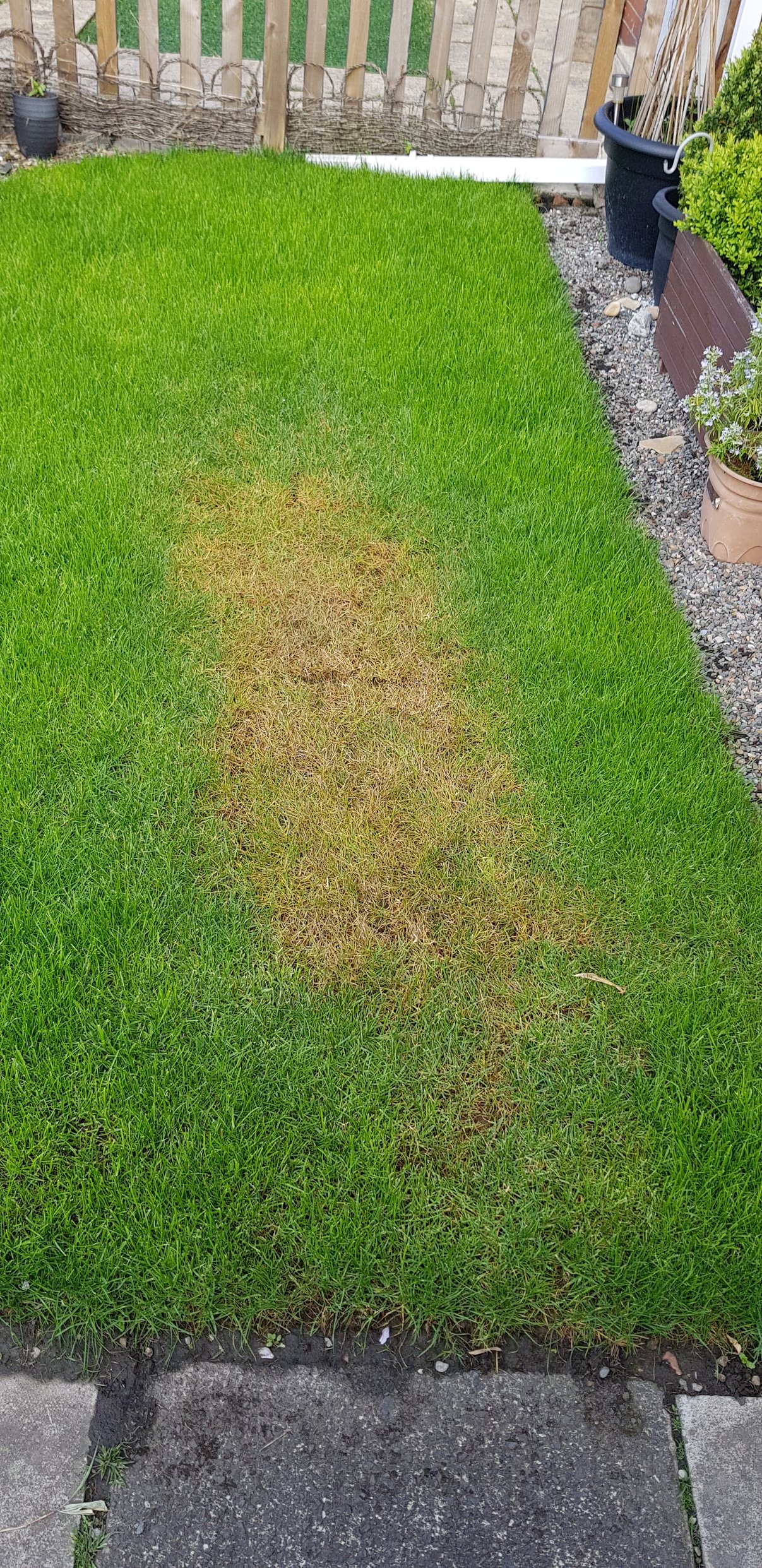 Dying turf — BBC Gardeners' World Magazine