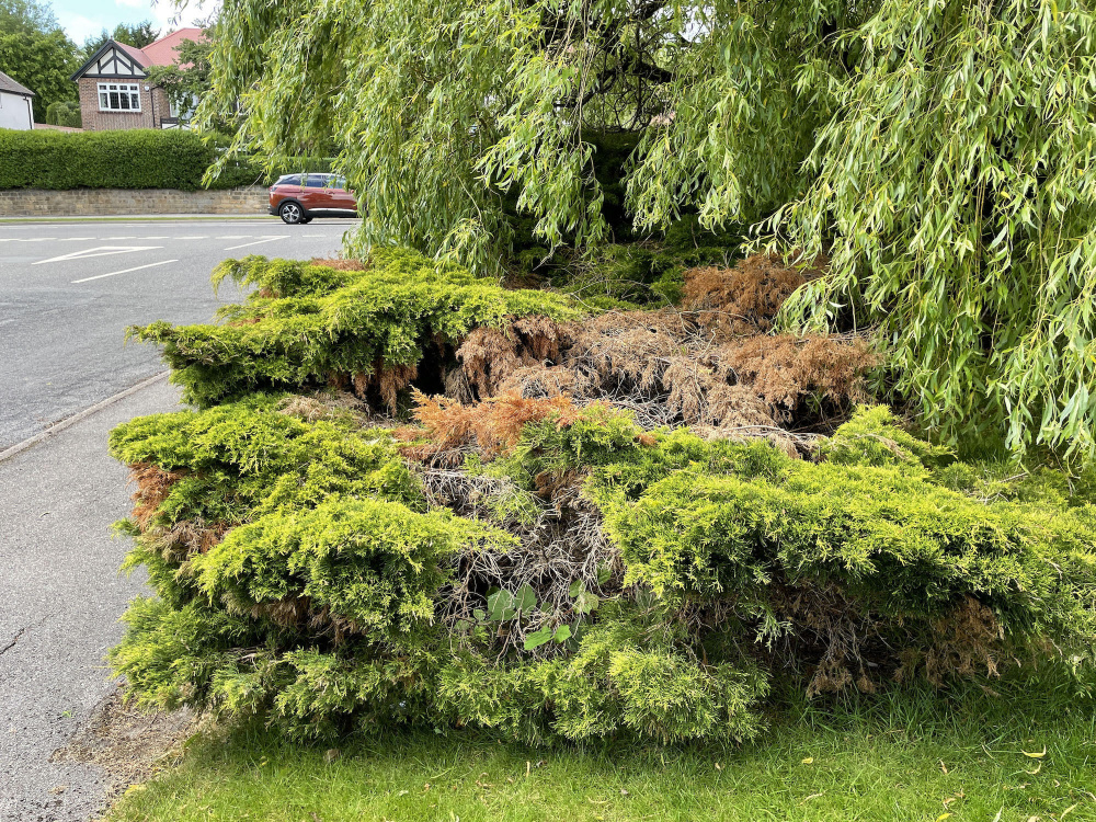 Problems with Creeping Juniper — BBC Gardeners' World Magazine