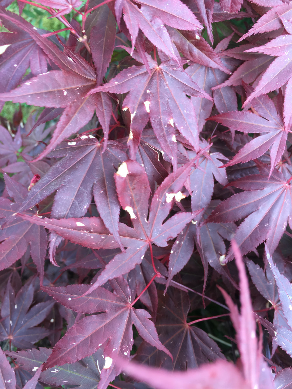 White spots on acer leaves — BBC Gardeners' World Magazine