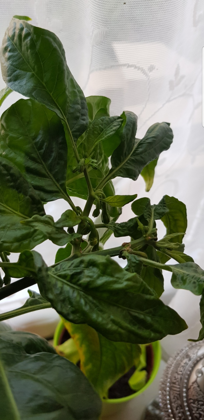 Why are the leaves on my chilli plant curling up and wilting? — BBC