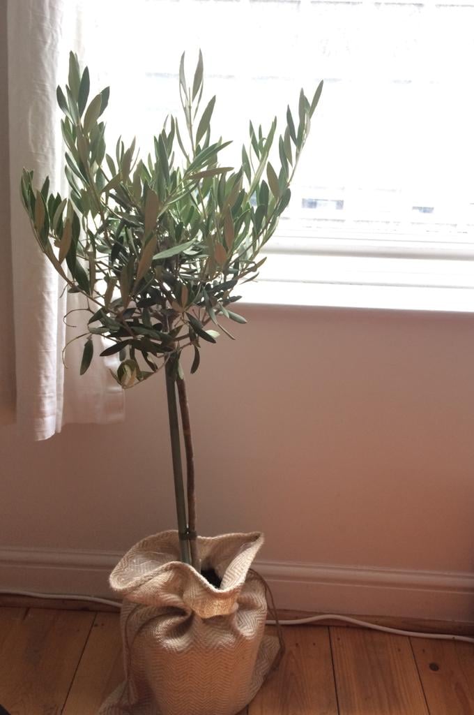 Olive tree Brown tips on leaves — BBC Gardeners' World Magazine