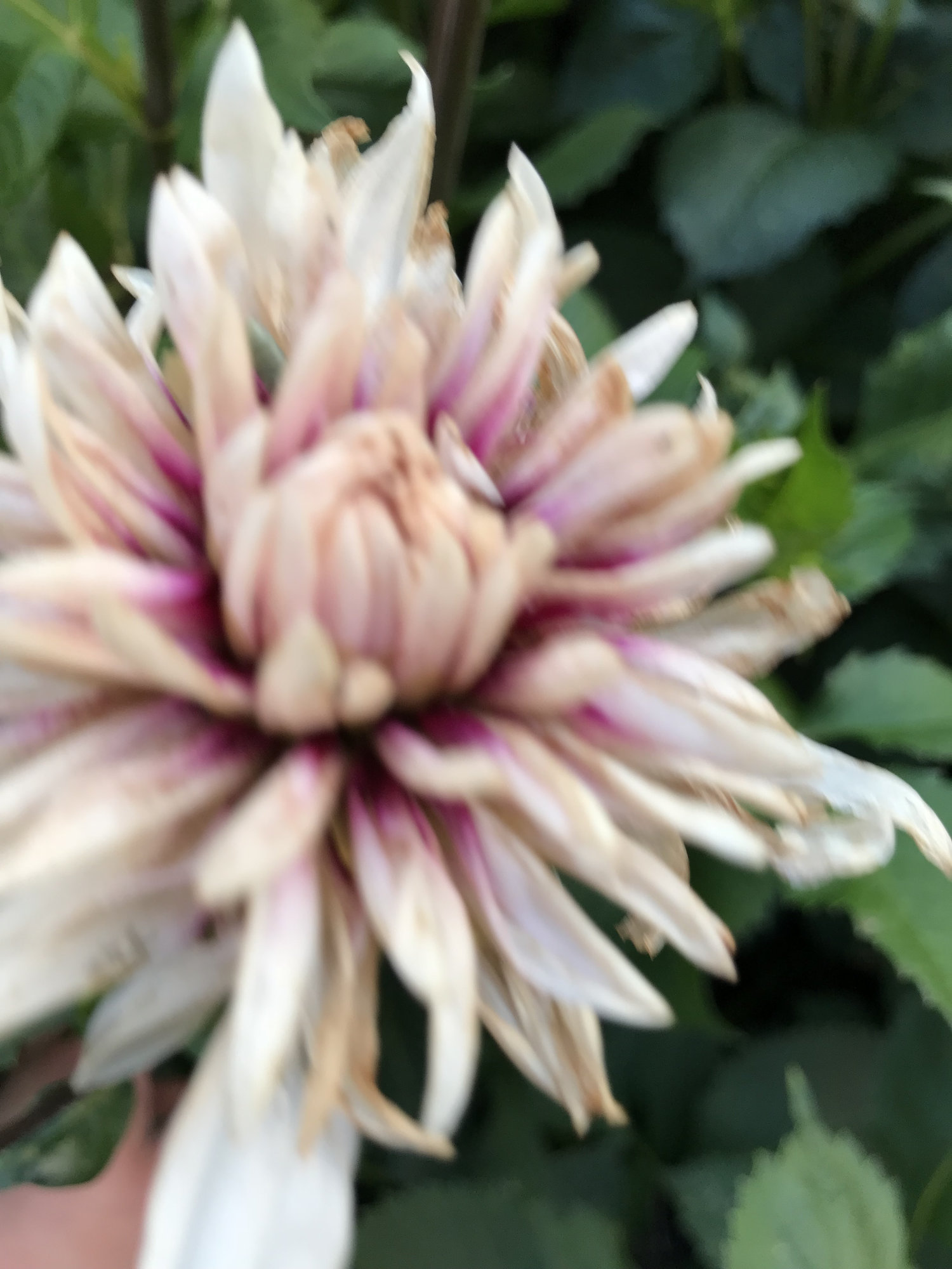 Dahlia flower — BBC Gardeners' World Magazine