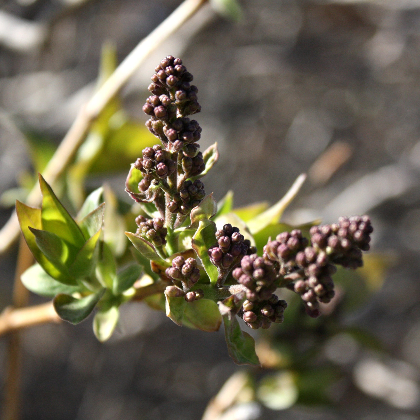 How to protect/take care of young Lilac — BBC Gardeners' World Magazine