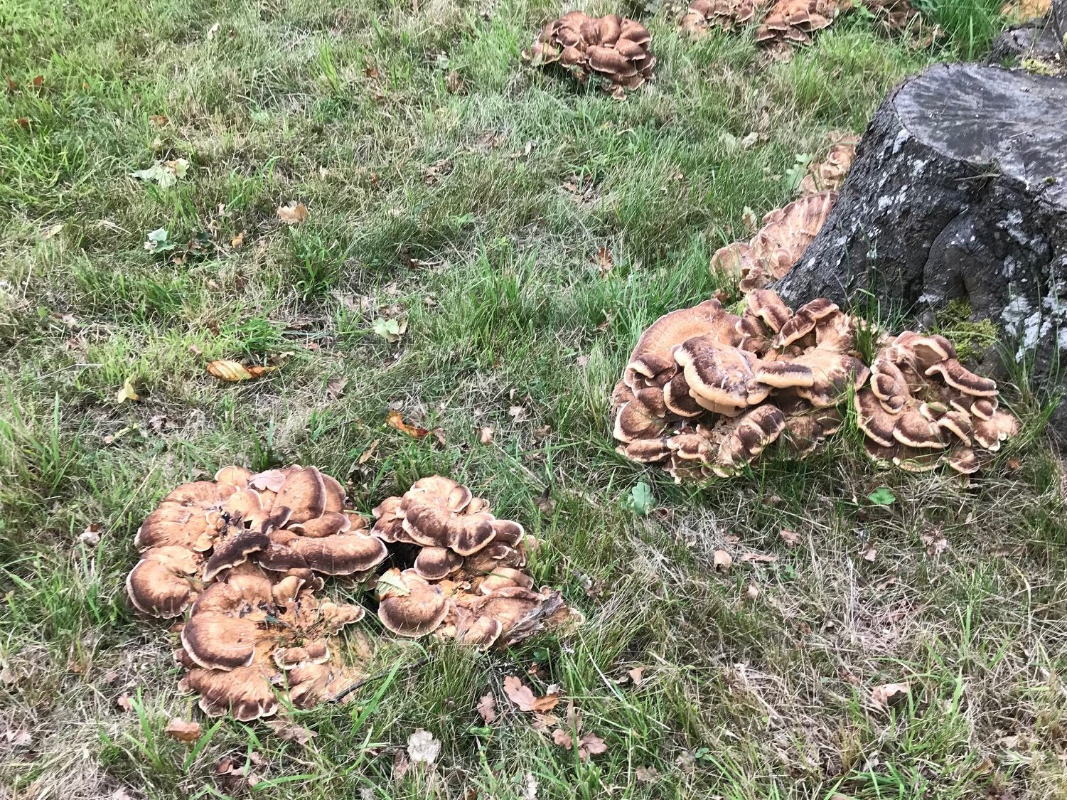 Identifying Fungi harmful to trees? — BBC Gardeners' World Magazine