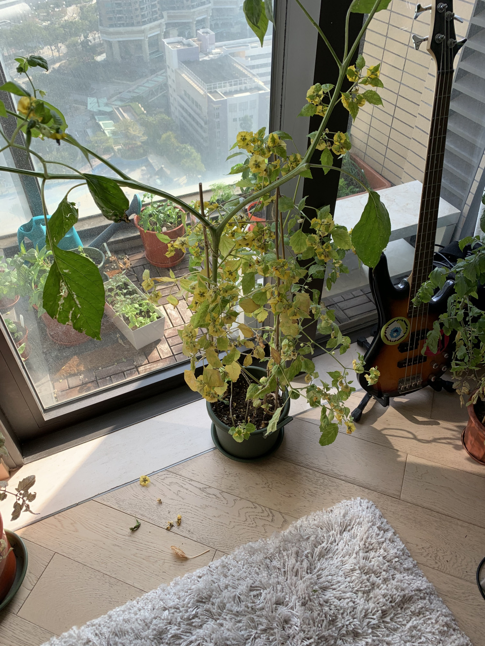 Help with Tomatillo turning yellow — BBC Gardeners' World Magazine