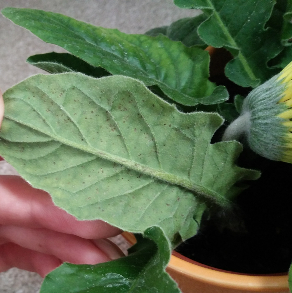What deficiency does my Gerbera daisy have? — BBC Gardeners' World Magazine