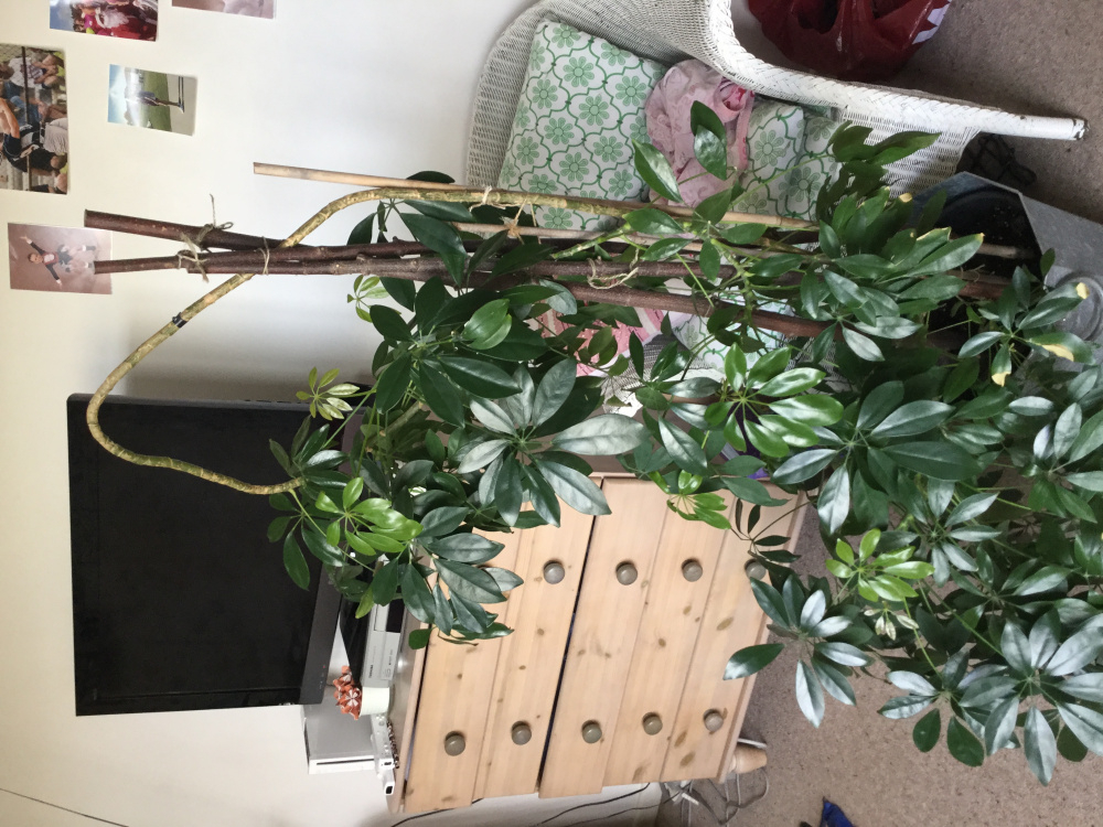 Pruning Umbrella plant (Schefflera) — BBC Gardeners' World Magazine