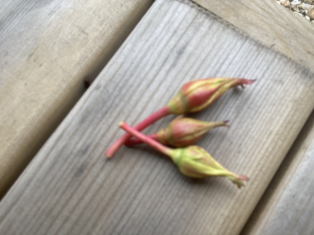 Rambling rose buds breaking off — BBC Gardeners' World Magazine
