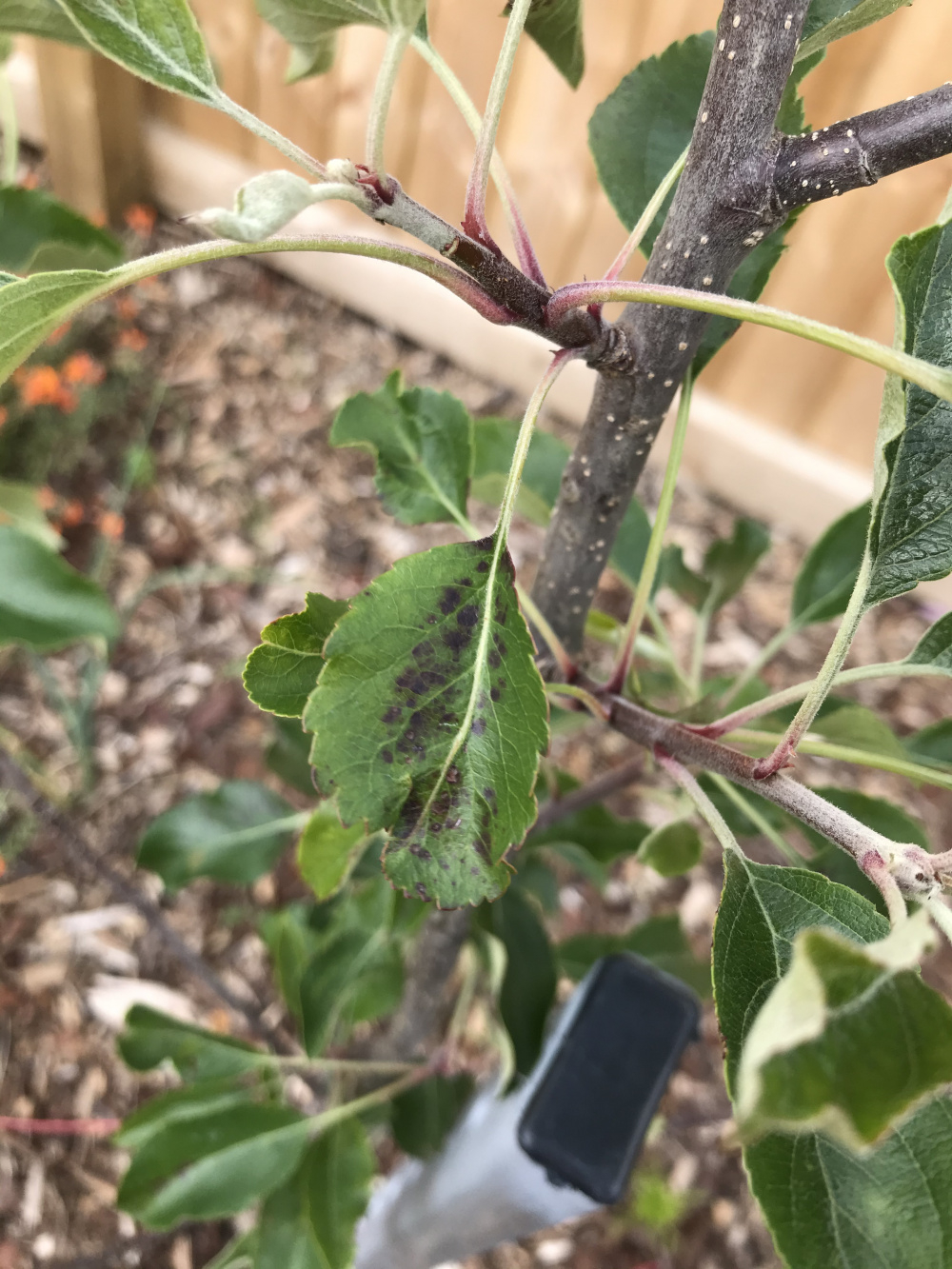 Apple tree problems — BBC Gardeners' World Magazine