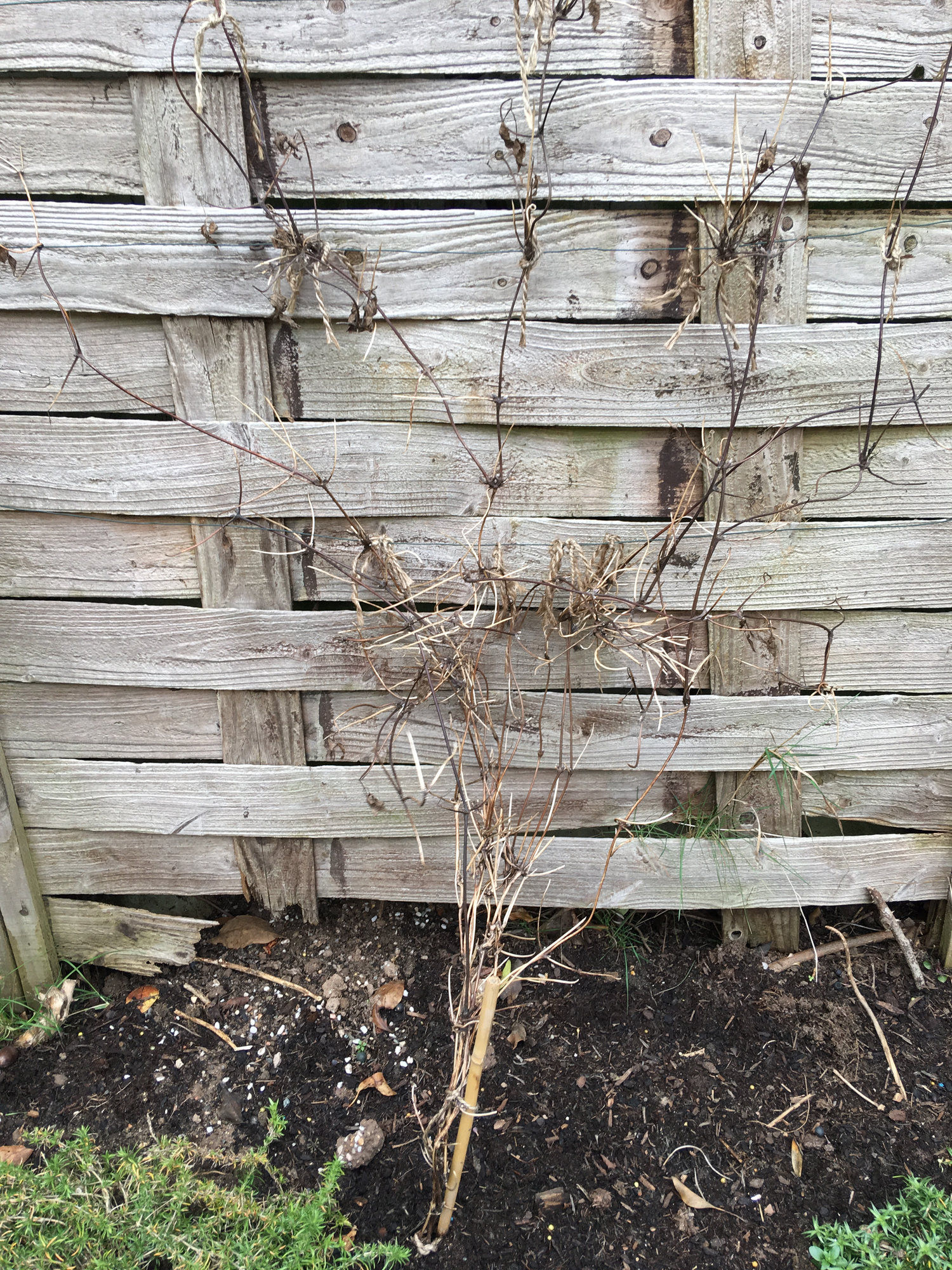 Are my clematis dead?? — BBC Gardeners' World Magazine