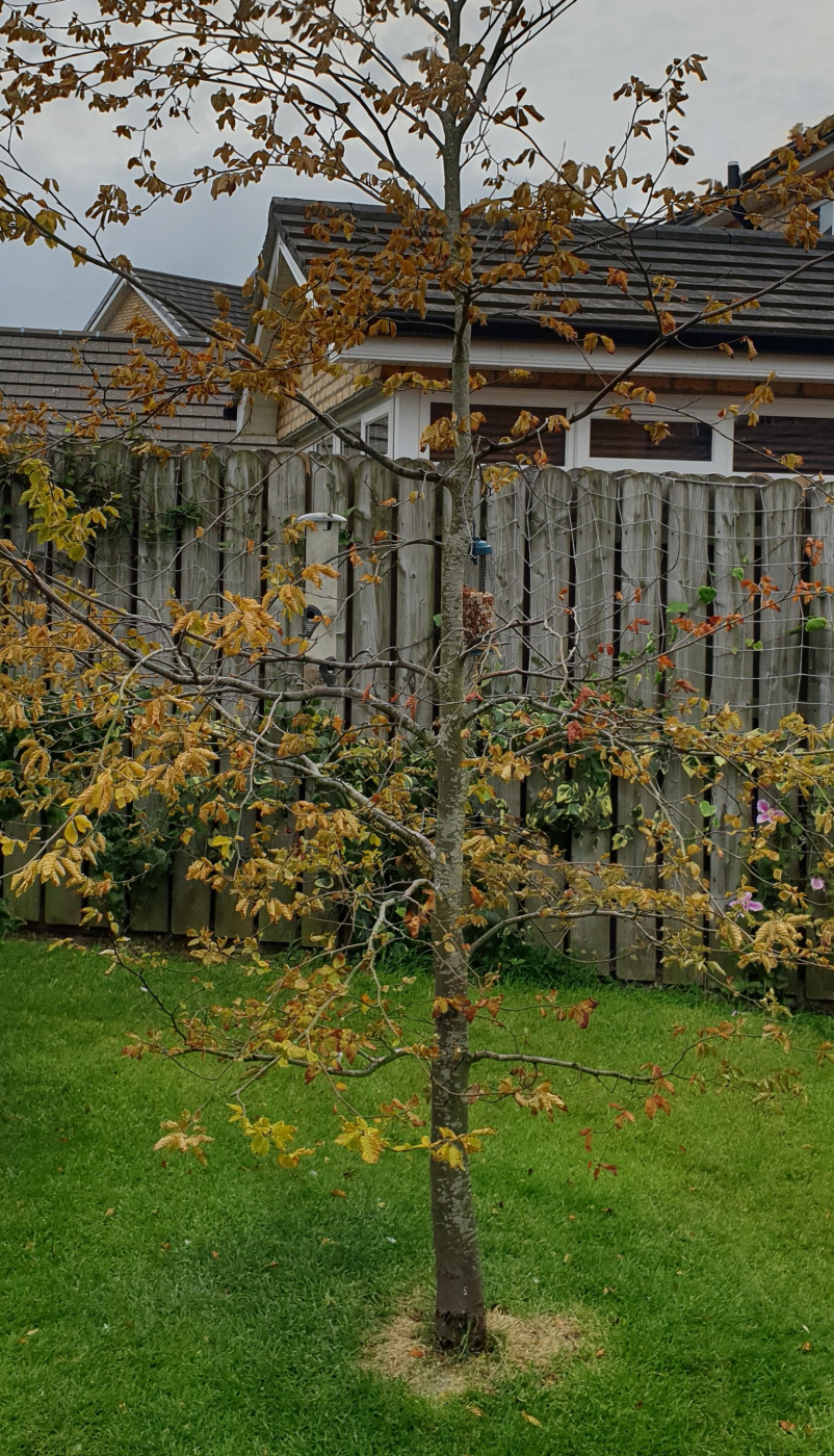Beech tree dying? Just took this pic. The pale were v pale green and