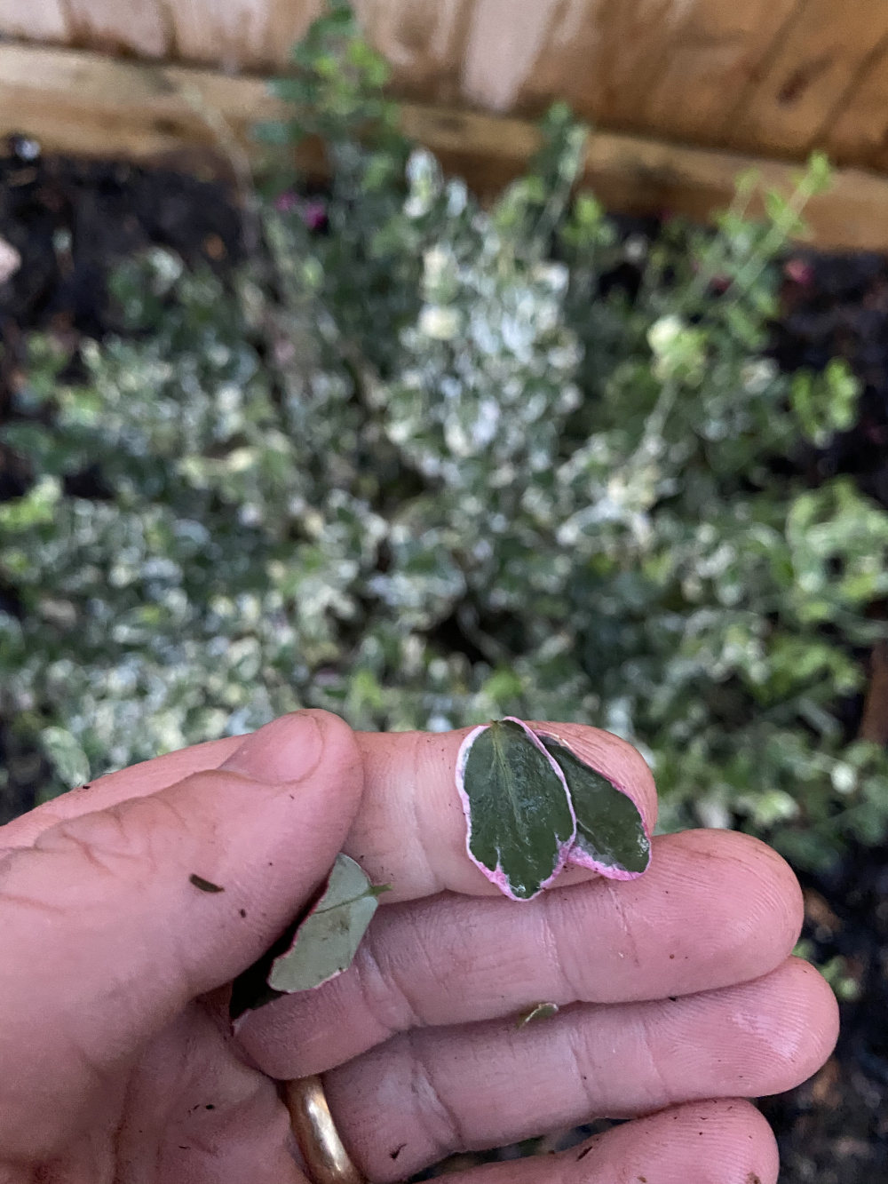 What's Eating My Euonymus Leaves at Amanda Peterson blog