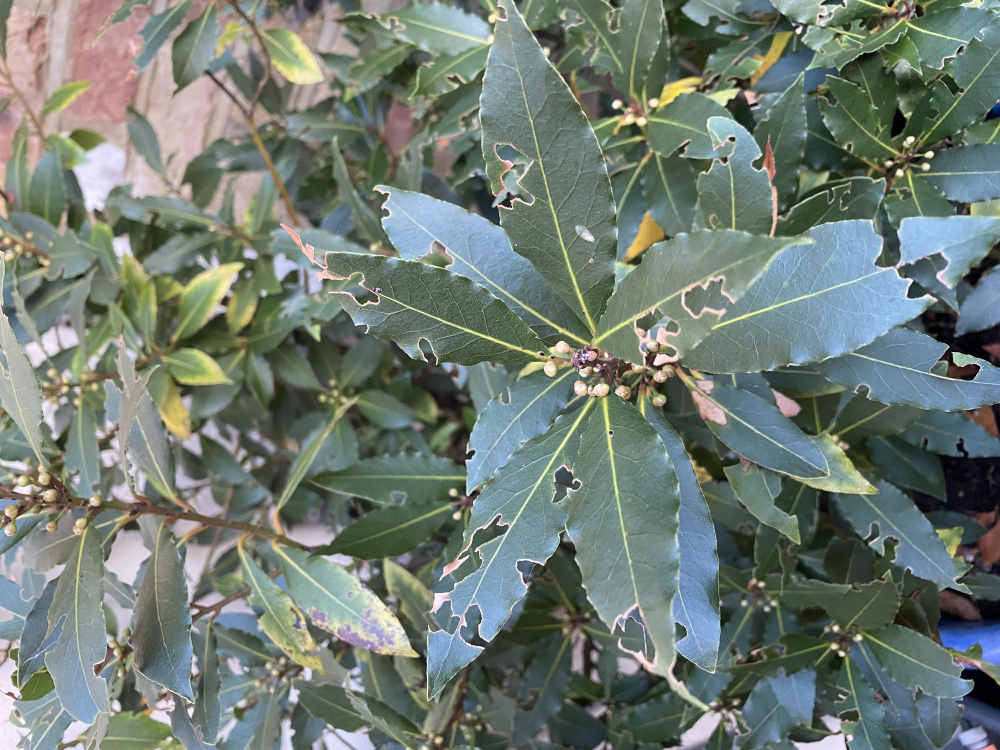 Bay tree being eaten — BBC Gardeners' World Magazine