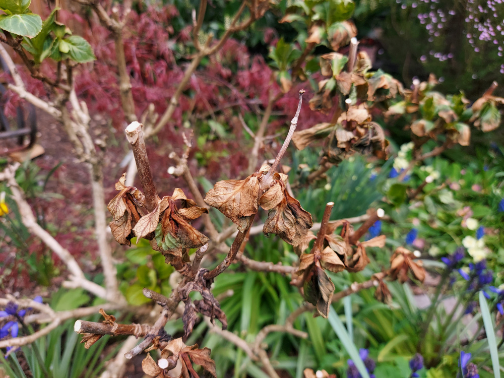Hydrangea has gone brown in a week. — BBC Gardeners' World Magazine