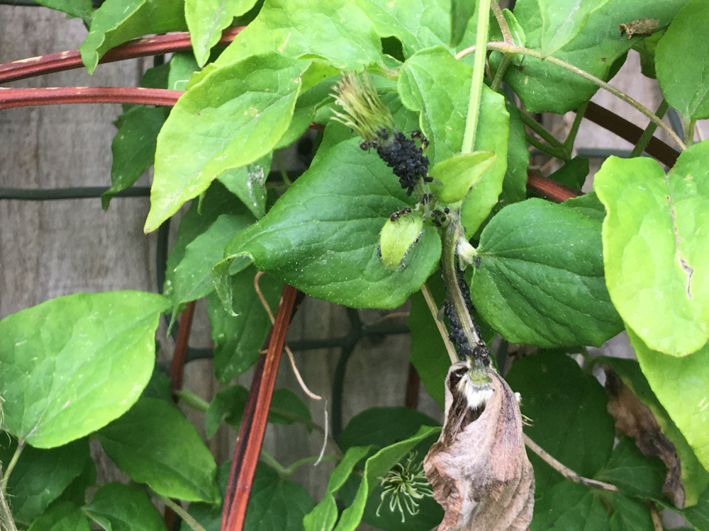 What’s eating my formerly beautiful clematis? — BBC Gardeners' World