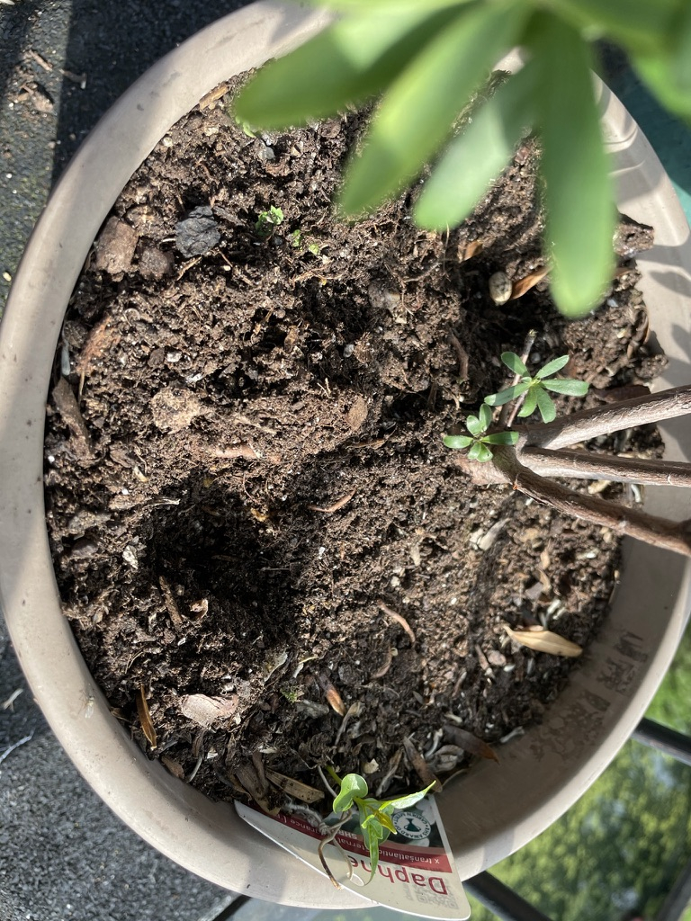 Who's destroying my plants? — BBC Gardeners' World Magazine