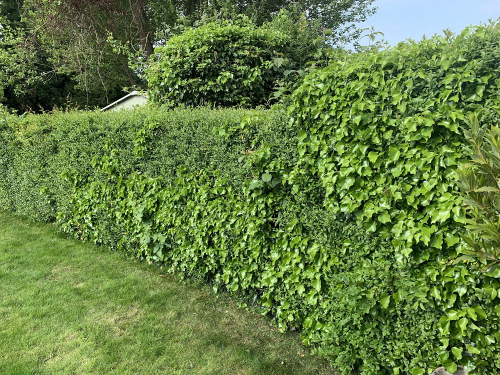 Is common ivy in my hedge a good thing, or a bad thing? — BBC Gardeners