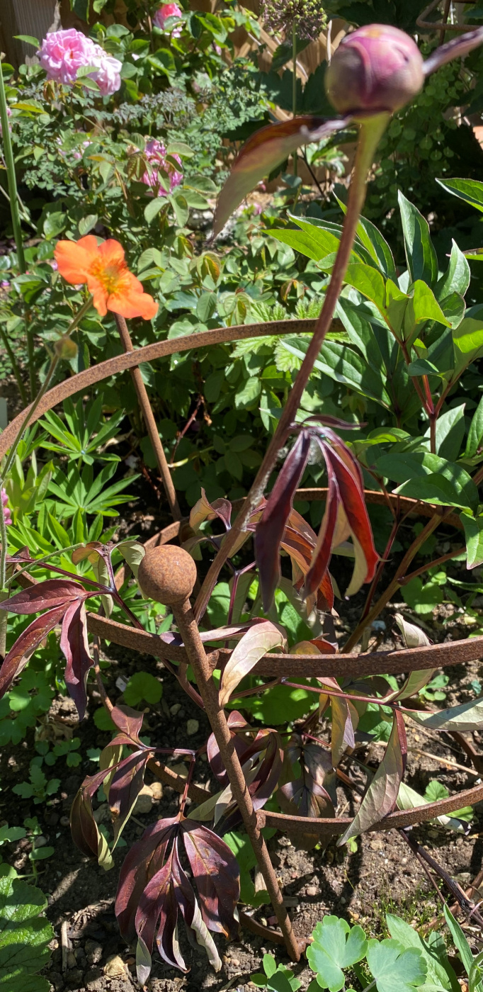 Peony leaves turning red & wilting — BBC Gardeners' World Magazine